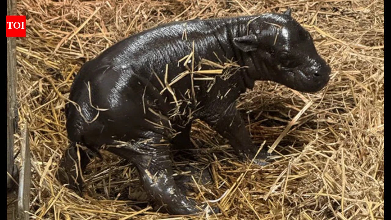Toronto gets its own 'Moo Deng'; pygmy hippo calf born to 20-year-old mother, took first steps within minutes of birth