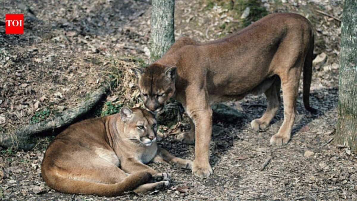 In Washington, Pumas are protecting human lives by preventing vehicle collisions accounting for a 76% reduction in accidents