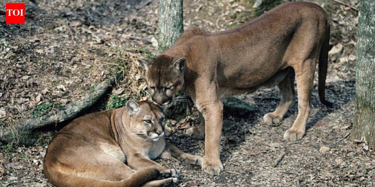 In Washington, Pumas are protecting human lives by preventing vehicle collisions accounting for a 76% reduction in accidents