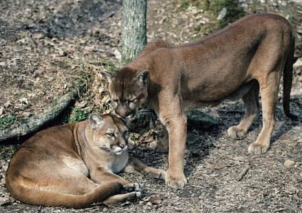 In Washington, Pumas are protecting human lives by preventing vehicle collisions accounting for a 76% reduction in accidents