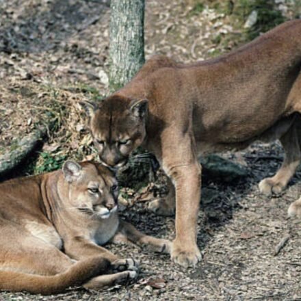 In Washington, Pumas are protecting human lives by preventing vehicle collisions accounting for a 76% reduction in accidents