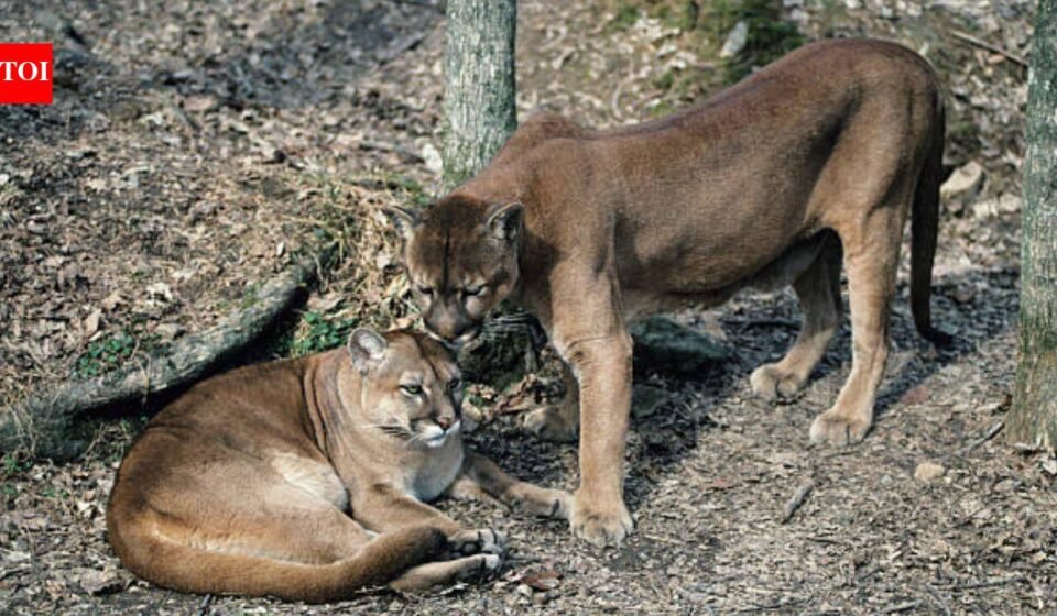 In Washington, Pumas are protecting human lives by preventing vehicle collisions accounting for a 76% reduction in accidents