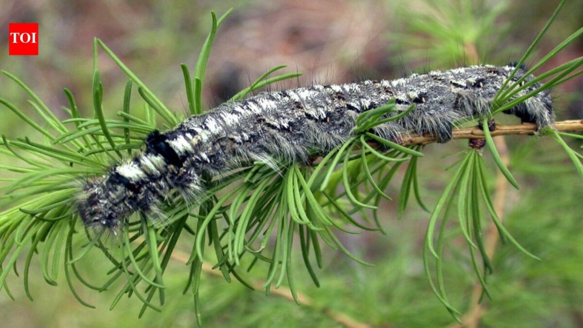 A moth outbreak has killed off forests across Siberia, now the flammable wood is causing wildfires that humans are unable to contain