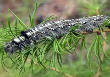 A moth outbreak has killed off forests across Siberia, now the flammable wood is causing wildfires that humans are unable to contain