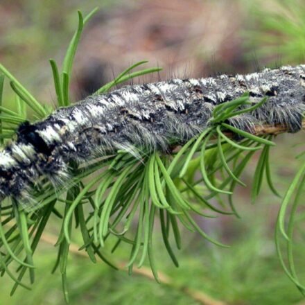 A moth outbreak has killed off forests across Siberia, now the flammable wood is causing wildfires that humans are unable to contain