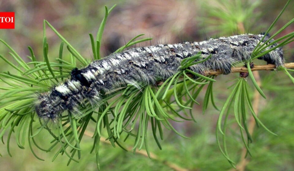 A moth outbreak has killed off forests across Siberia, now the flammable wood is causing wildfires that humans are unable to contain