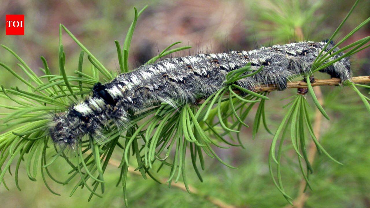 A moth outbreak has killed off forests across Siberia, now the flammable wood is causing wildfires that humans are unable to contain