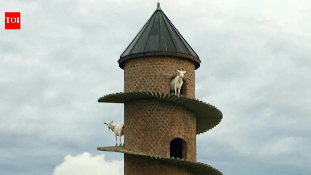 <b>Inside Portugal’s 19th-century goat tower, where dwarf goats climb a spiral ramp to a three-storey home</b>