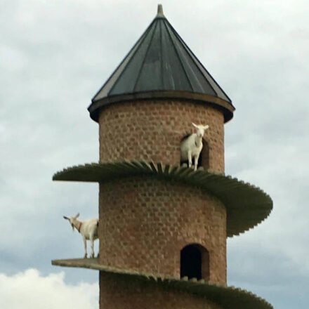 <b>Inside Portugal’s 19th-century goat tower, where dwarf goats climb a spiral ramp to a three-storey home</b>