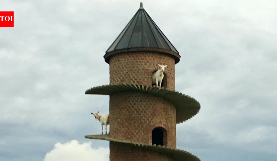 <b>Inside Portugal’s 19th-century goat tower, where dwarf goats climb a spiral ramp to a three-storey home</b>