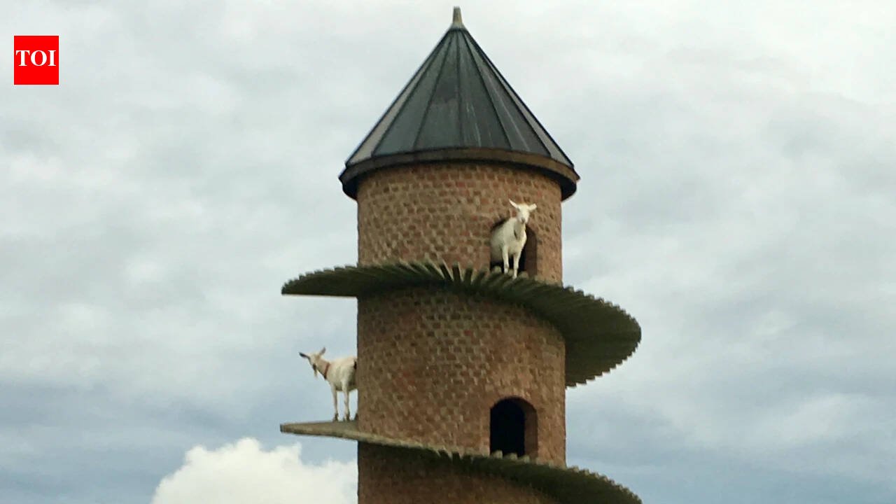 <b>Inside Portugal’s 19th-century goat tower, where dwarf goats climb a spiral ramp to a three-storey home</b>