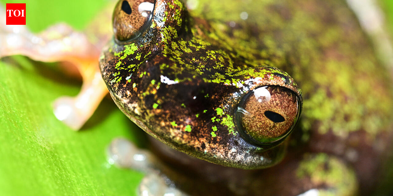 Meet Costa Rica's tiny 'coffee frog,' a nocturnal species found living among coffee shrubs