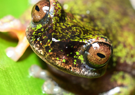 Meet Costa Rica's tiny 'coffee frog,' a nocturnal species found living among coffee shrubs