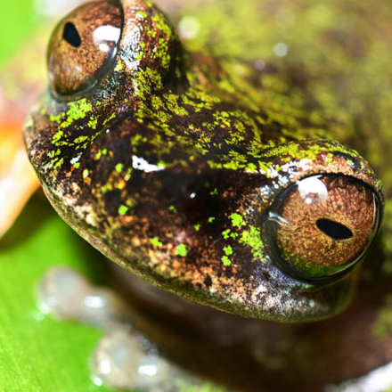 Meet Costa Rica's tiny 'coffee frog,' a nocturnal species found living among coffee shrubs