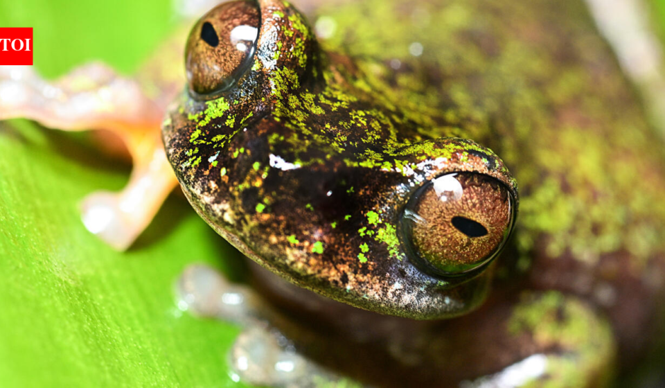 Meet Costa Rica's tiny 'coffee frog,' a nocturnal species found living among coffee shrubs