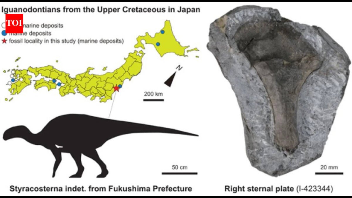 In 1999, a dinosaur bone was found on Japan’s Fukushima coast and left unstudied; in 2026, scientists identified it belonged to a 3-metre iguanodontian that lived 90 million years ago