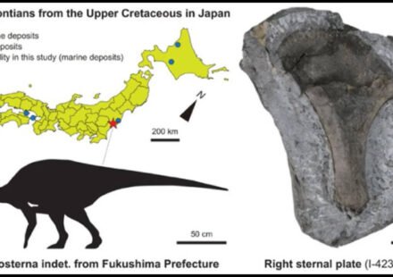 In 1999, a dinosaur bone was found on Japan’s Fukushima coast and left unstudied; in 2026, scientists identified it belonged to a 3-metre iguanodontian that lived 90 million years ago