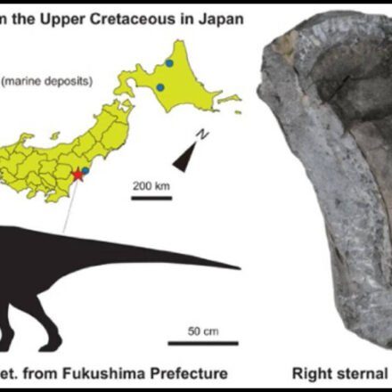 In 1999, a dinosaur bone was found on Japan’s Fukushima coast and left unstudied; in 2026, scientists identified it belonged to a 3-metre iguanodontian that lived 90 million years ago