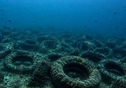 Florida dumped millions of tyres into the ocean to build a reef. More than 50 years later, it is still cleaning them up