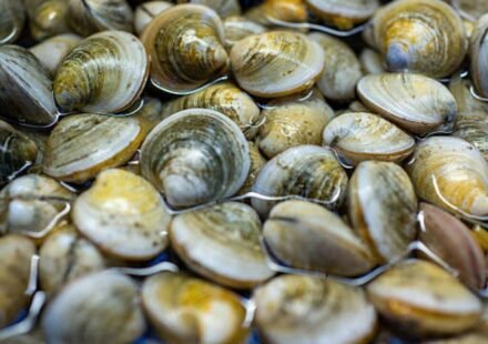 In 2018, scientists found just 39 surviving clams in Florida’s Indian River Lagoon; they bred them and have since outplanted 65 million