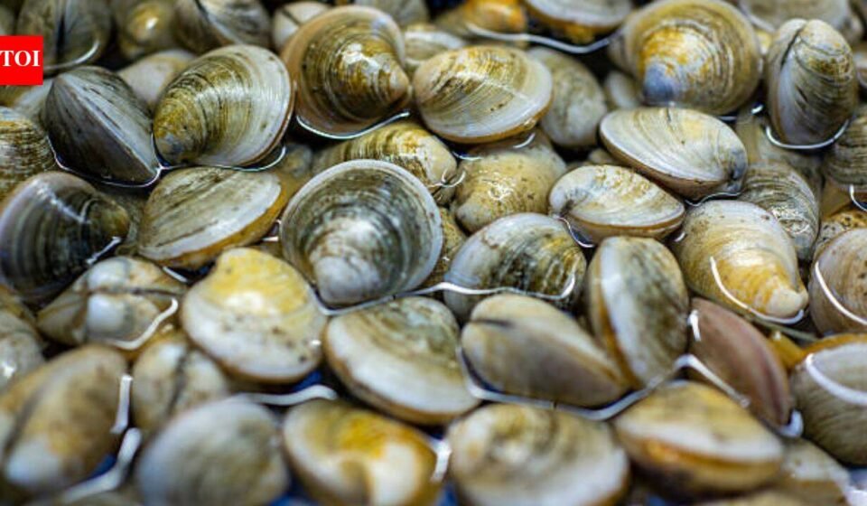 In 2018, scientists found just 39 surviving clams in Florida’s Indian River Lagoon; they bred them and have since outplanted 65 million