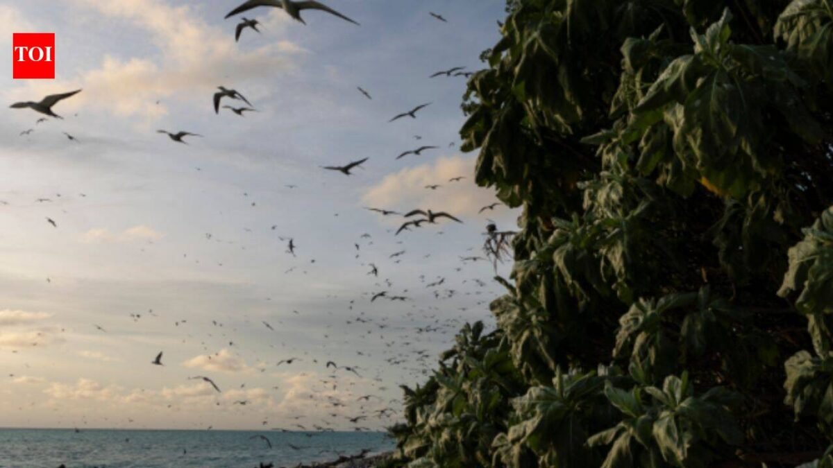 In 2024, Palau removed invasive rats from Ulong Island; one year later, fish biomass rose 183% and leaf nitrogen increased about 80% at one reef site