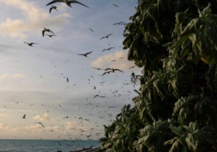 In 2024, Palau removed invasive rats from Ulong Island; one year later, fish biomass rose 183% and leaf nitrogen increased about 80% at one reef site