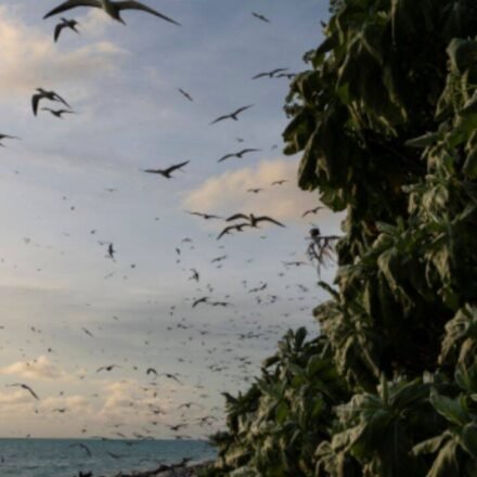 In 2024, Palau removed invasive rats from Ulong Island; one year later, fish biomass rose 183% and leaf nitrogen increased about 80% at one reef site