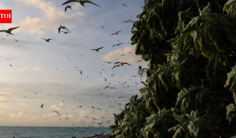 In 2024, Palau removed invasive rats from Ulong Island; one year later, fish biomass rose 183% and leaf nitrogen increased about 80% at one reef site