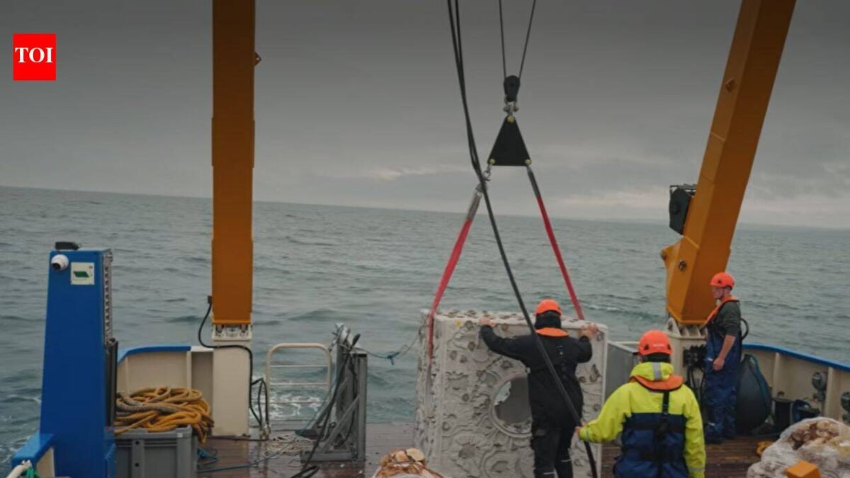 Britain is dropping 20 concrete reef cubes and 44 tons of scallop shells into the sea in the hope to bring back its native oysters who have reduced by 95% since 1800s