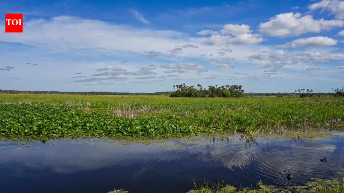 In 1987, Orlando put 1,200 acres of constructed wetlands to work cleaning reclaimed water; the system now polishes about 5.11 billion gallons a year