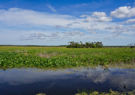 In 1987, Orlando put 1,200 acres of constructed wetlands to work cleaning reclaimed water; the system now polishes about 5.11 billion gallons a year
