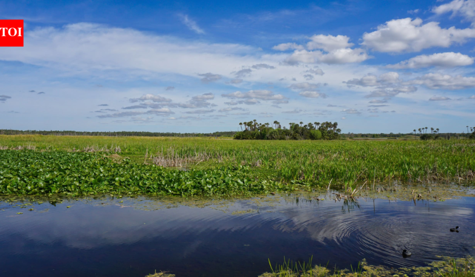 In 1987, Orlando put 1,200 acres of constructed wetlands to work cleaning reclaimed water; the system now polishes about 5.11 billion gallons a year