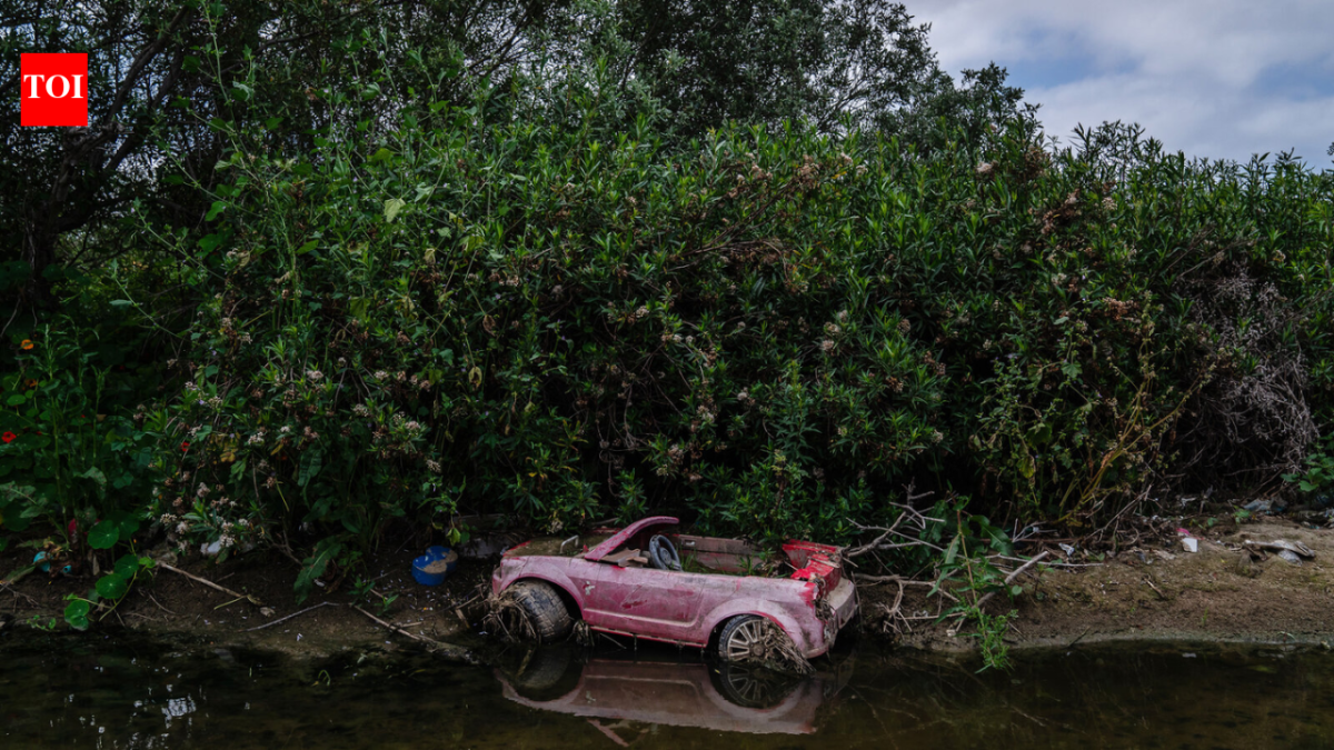In 1986, a California city began polishing sewage through constructed marshes; the 307-acre system is now a wildlife sanctuary that has hosted over 300 bird species