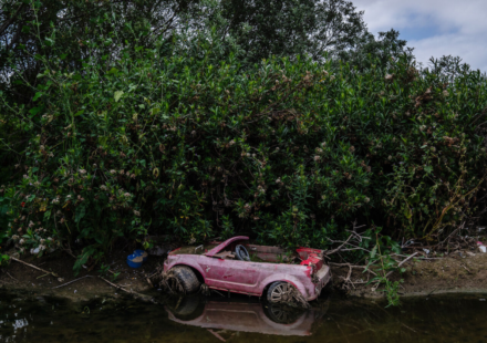 In 1986, a California city began polishing sewage through constructed marshes; the 307-acre system is now a wildlife sanctuary that has hosted over 300 bird species