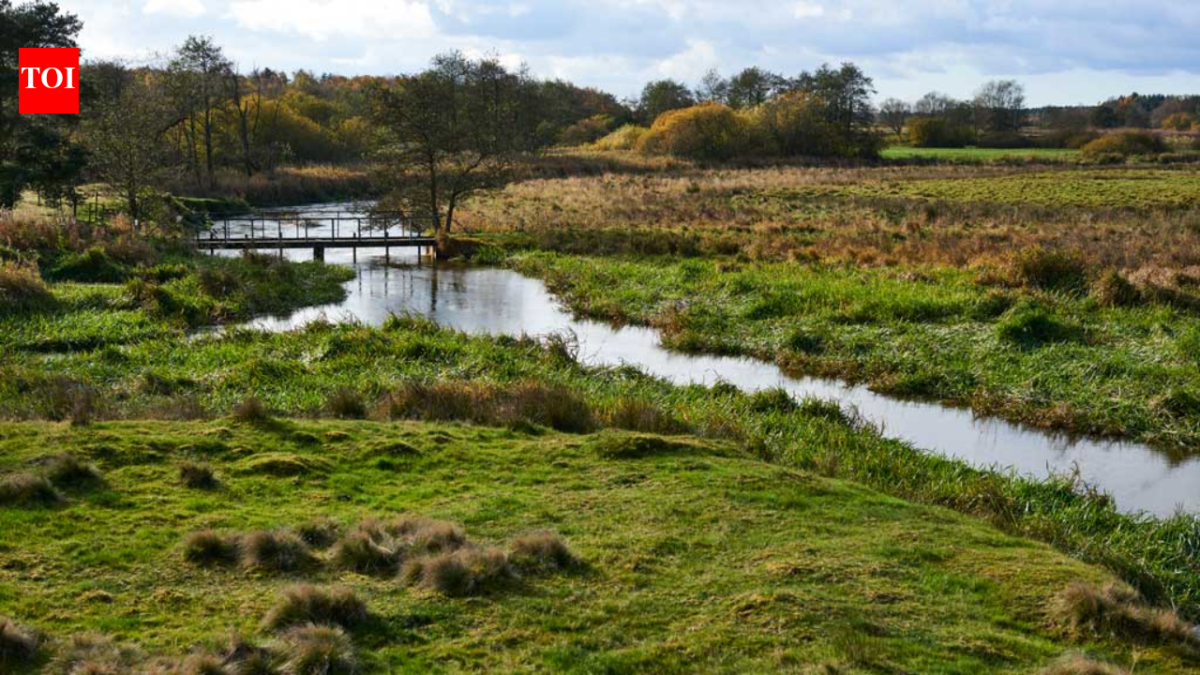 In 2001, Denmark began turning 19 km of straightened River Skjern into 26 km of bends; researchers later found some lost habitats may take centuries to return