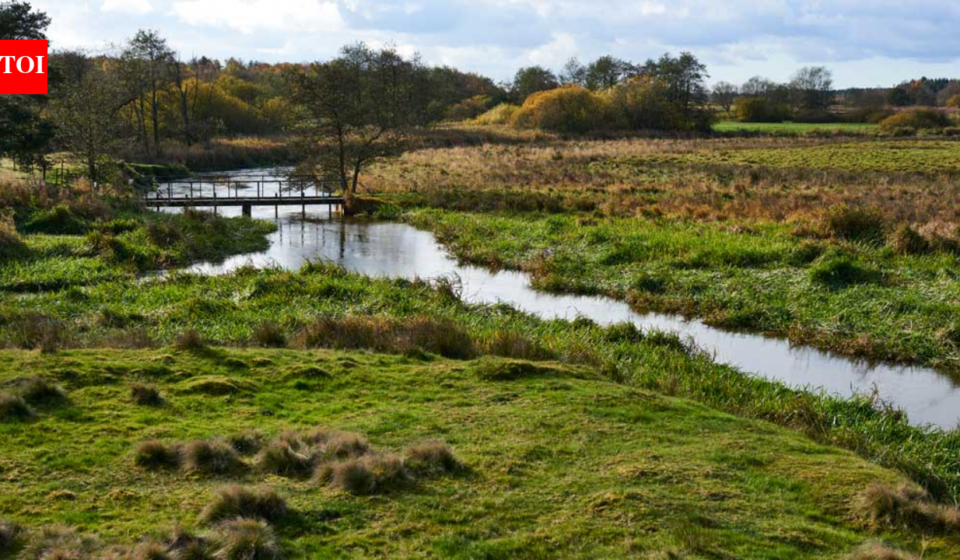 In 2001, Denmark began turning 19 km of straightened River Skjern into 26 km of bends; researchers later found some lost habitats may take centuries to return