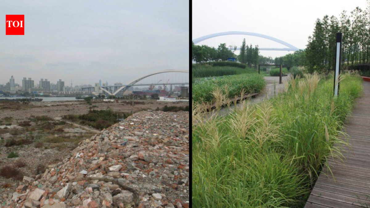In 2010, Shanghai turned a polluted industrial brownfield into Houtan Park; its wetlands now clean up to 634,000 gallons of river water a day