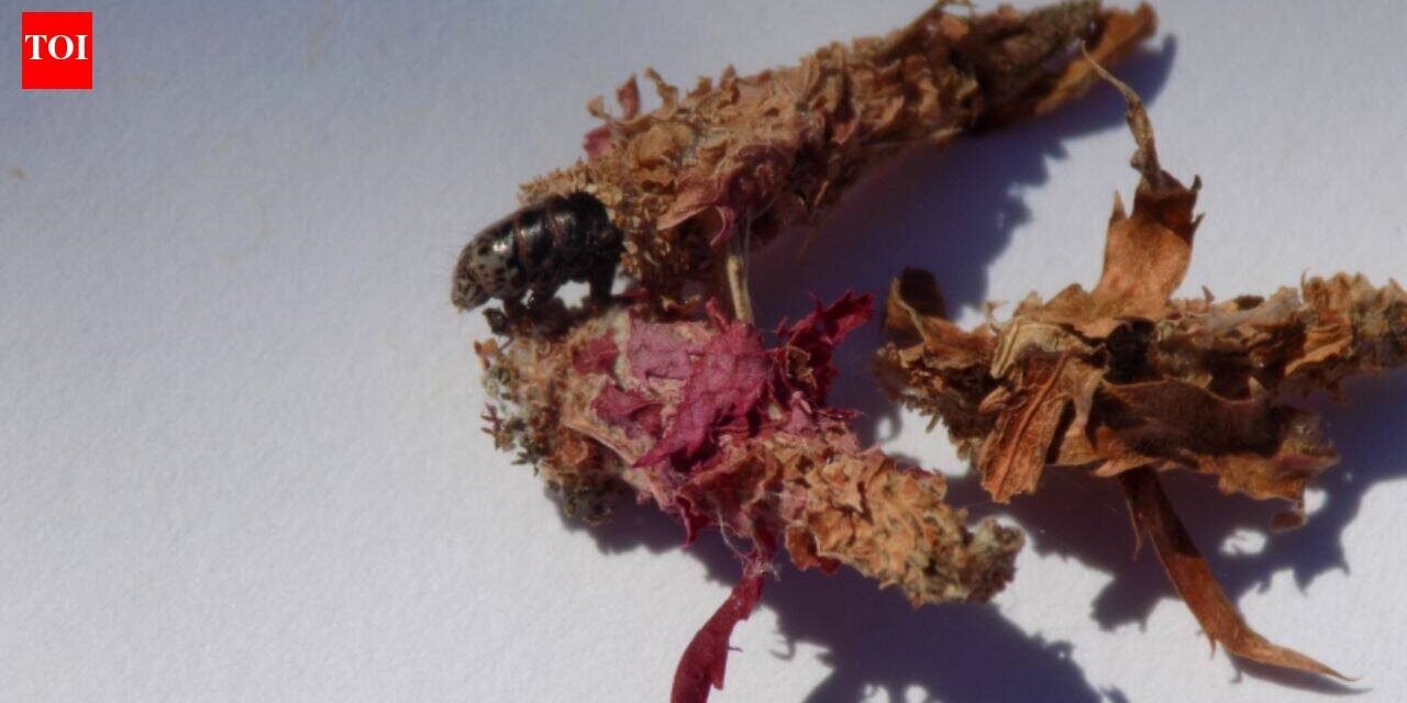 This insect makes a house of silk and leaves and then carries it everywhere on its back for safety
