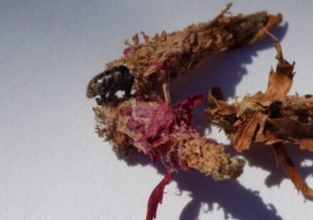 This insect makes a house of silk and leaves and then carries it everywhere on its back for safety