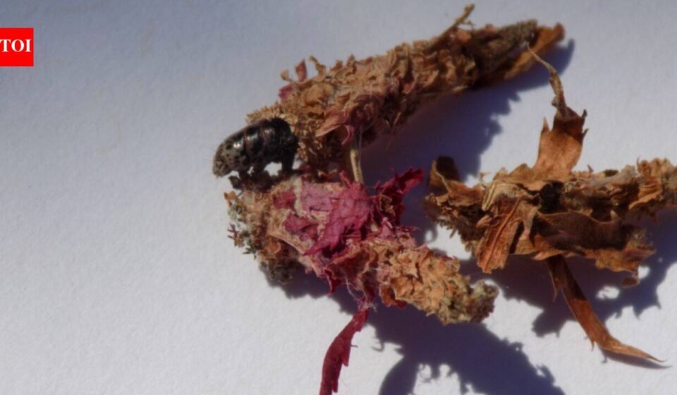 This insect makes a house of silk and leaves and then carries it everywhere on its back for safety