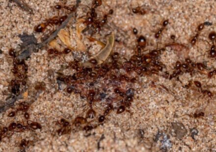 Australia's Tiwi rangers spent two decades fighting invasive fire ants; the island is now declared free of them