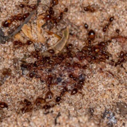Australia's Tiwi rangers spent two decades fighting invasive fire ants; the island is now declared free of them