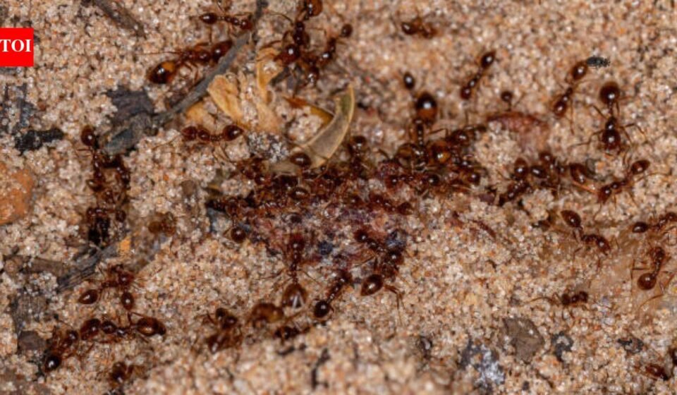Australia's Tiwi rangers spent two decades fighting invasive fire ants; the island is now declared free of them