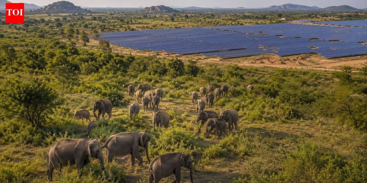Sri Lanka planned 17 solar projects in Hambantota, but the development could reduce scrubland used by more than 400 elephants