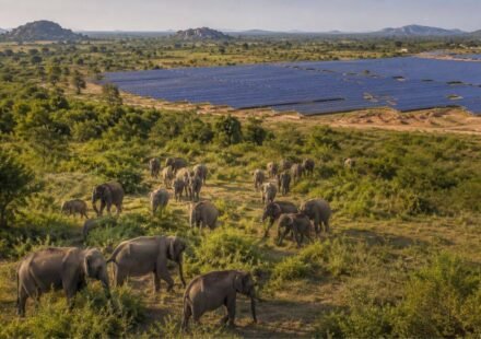 Sri Lanka planned 17 solar projects in Hambantota, but the development could reduce scrubland used by more than 400 elephants