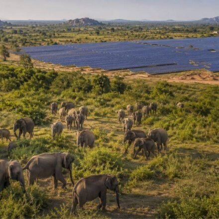 Sri Lanka planned 17 solar projects in Hambantota, but the development could reduce scrubland used by more than 400 elephants
