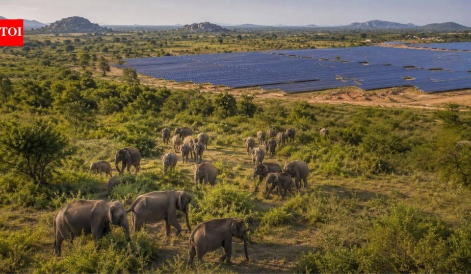 Sri Lanka planned 17 solar projects in Hambantota, but the development could reduce scrubland used by more than 400 elephants