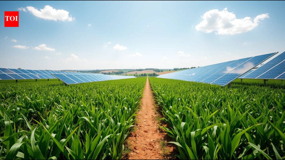 A Colorado farmer put 3,276 solar panels over his crops, and the shade created cooler conditions for heat-sensitive plants