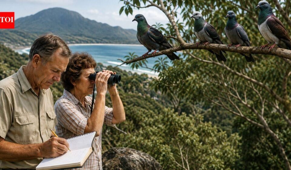 In 1965, a couple began counting pigeons in Queensland. Three years later, numbers fell from 4,692 to 1,451, beginning a 60-year conservation story